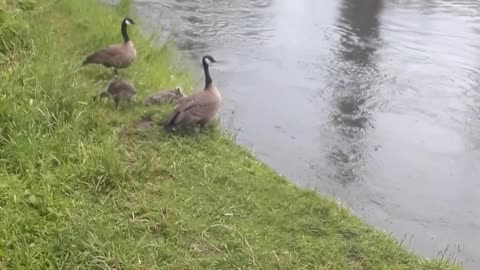 The "Goose family" and their goslings. Cambell Creek Anchorage, AK