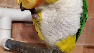 Sweet parrot eating an orange
