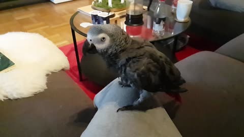 Wet parrot shakes off water