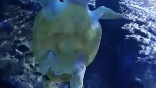 Amazing look at a sea turtle