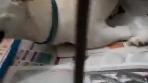 Perrito discapacitado tirado en la calle por sus dueños 2 veces el mismo día, por fin es feliz