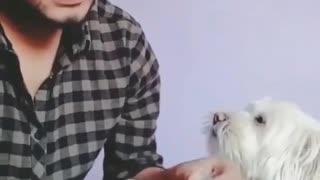 funny cute little dog that helps