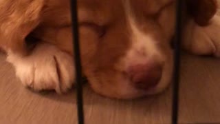 This sleeping puppy is the cutest