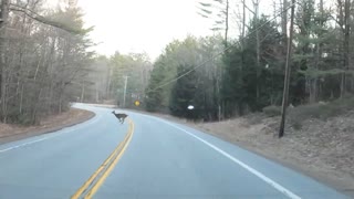 Four Deer crossing the road