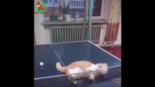 Ping Pong Cat 🐱🏓 Funny Animals