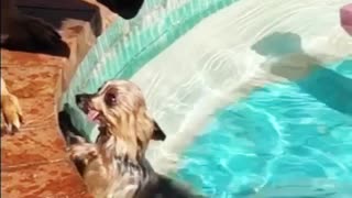 Big Dog Helps Little Pooch Out of the Pool