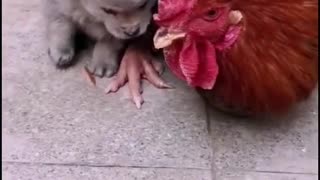 Animal Love Viral Video
