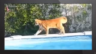 Cats Falling in Water... Try not to laugh