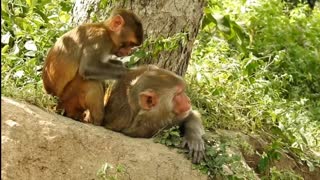 Funny and Cute Monkey Video Compilation