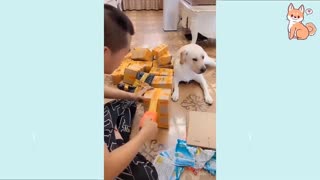 Cute Puppies 😍 Cute Funny Compilation