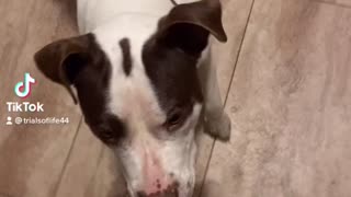 Dog dances with momma