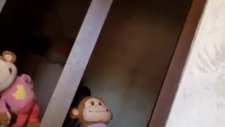 Best Monkey dance