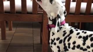 Dalmatian puppy enjoys delicious carrot treat