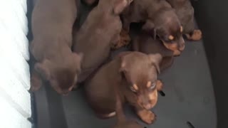 Funny puppies video
