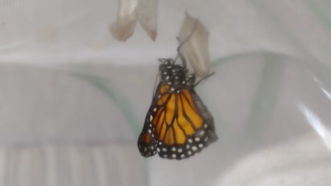 Monarch Out and filling wings 💕 🦋