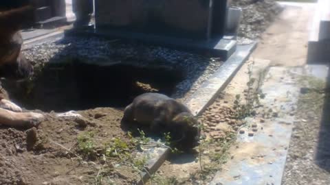 People Said This Dog Was Guarding Her Owner’s Grave, But One Rescuer Uncovered A Stunning Secret