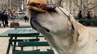 Labrador Flawlessly Balances A Burger On His Nose While Wearing Sunglasses