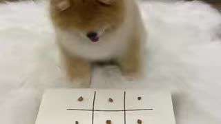 Cute Dog Playing Tic Tac Toe!