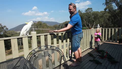 Family Hand Feed Wild Australian Parrots On Balcony