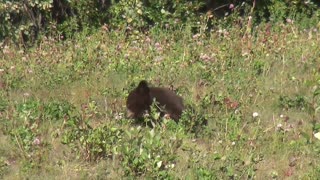 Wild black bear in the mountains