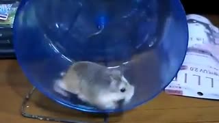 Hamster running wheel