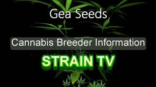 Gea Seeds - Cannabis Strain Series - STRAIN TV