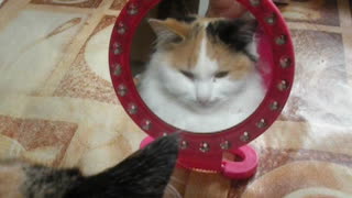 My cat looks at itself in the mirror.