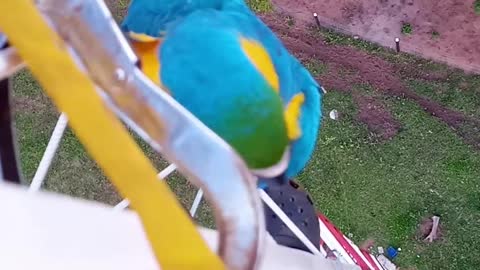 Macaw Visits Contractor Working From a Tall Tower