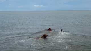 Puppy’s first time swimming