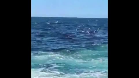 Man eaten by shark following attack in Sydney, Australia