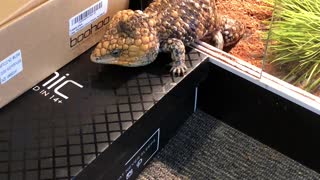 Chonky Lizard Trying to Escape