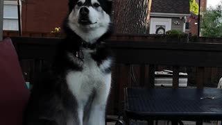 Husky finds his voice, learns how to talk back
