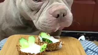 Dog Eating Video / Dog Funny Video