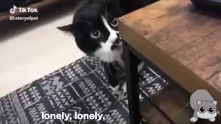 Cats talk !! These cats can speak English better than Hooman