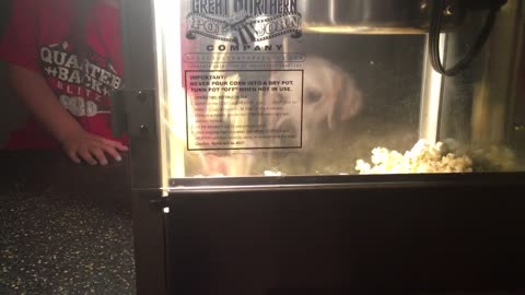 Golden Retrievers totally fascinated by popcorn maker