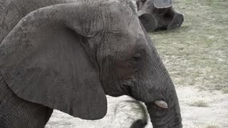 Elephant Stock Video Footage
