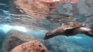 Diving And Playing Around With Sea Lion