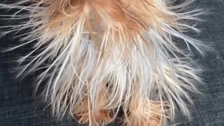 Yorkie's Hair Full of Static After Bath