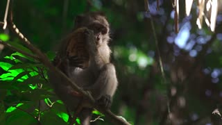 Monkey Eating Coconut