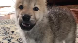 Adorable wolfdog pup howls for the very first time