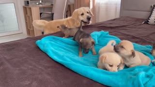Emotional Golden Retriever Meets Puppies for the First Time
