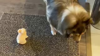 Lily the Sheltie plays with electric bunny...and wins!