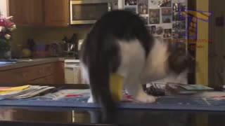 It's TIME for SUPER LAUGH! - Best FUNNY CAT & Dog videos Compilation Volume 1
