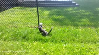 Baby Skunks Trying To Spray - Funniest Compilation Video