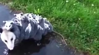 Mummy opossum carries 15 babies