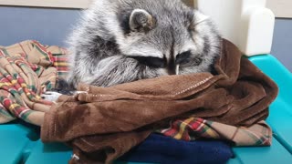 Raccoon is sitting uncomfortably and dozing off.