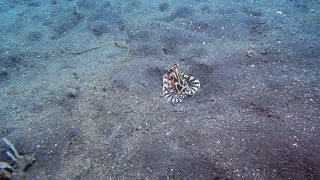 Mimic Octopus Hides Under Sea Floor