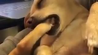 Doggy falls asleep while chewing his foot
