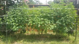 2021 Outdoor Cannabis Garden Tour | Garden Update [#12]