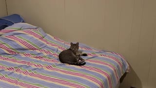 Cat Adorably Obsessed With Chasing His Tail